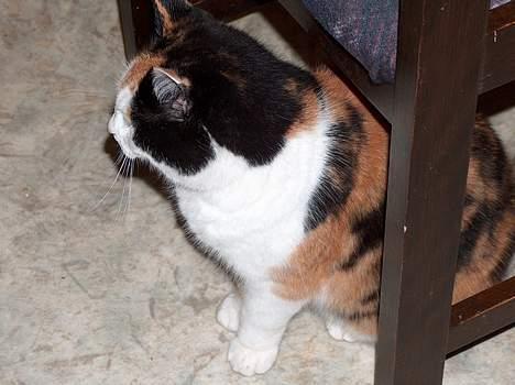 Blanding af racer Slejser - Hvad mon hun fik øje på ? billede 4