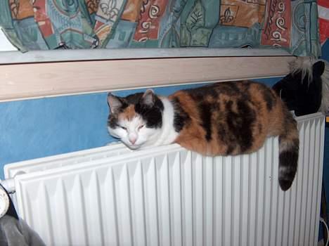 Blanding af racer Slejser - ahhh, dejligt at sove på en radiator.... billede 5