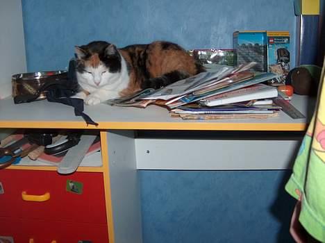 Blanding af racer Slejser - ahhh, dejligt at sove på et skrive bord, men der er nu bare MEGET rodet! billede 6