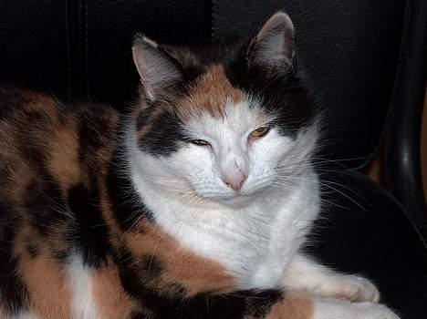 Blanding af racer Slejser - Ret godt billed (: billede 7