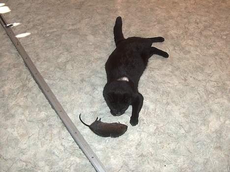 Blanding af racer Sortmis (Død) - sortmis med sin moskusrotte. Skal lige siges vi spiste der!  billede 1