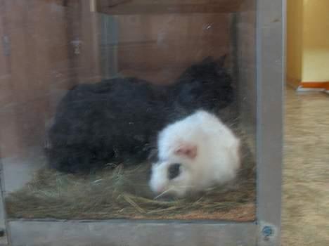 Blanding af racer Sortmis (Død) - sortmis oppe ved vores ene marsvin snehvide (Vi har ikk sat ham derned)....... billede 2