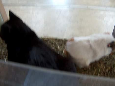 Blanding af racer Sortmis (Død) - sortmis og snehvide........ billede 3