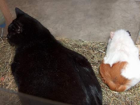 Blanding af racer Sortmis (Død) - sormis og snehvide igen... Han er virkelig tosset at han lå der i.. billede 4