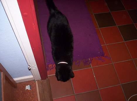 Blanding af racer Carlos billede 7