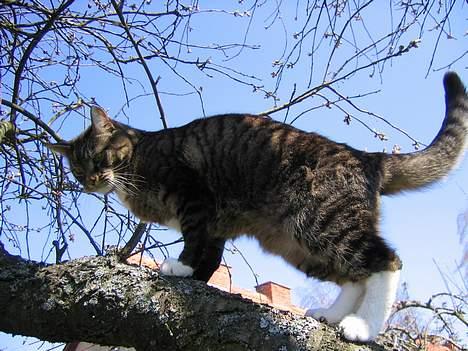 Blanding af racer / Maine Coon Tjalfe DØD - NYT!  Det her er mit træ. billede 11