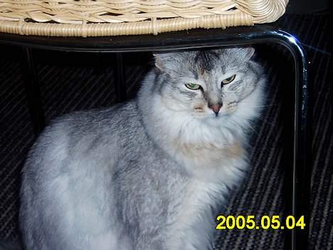 Somali antimus - jaaa er han ik sjov billede 1