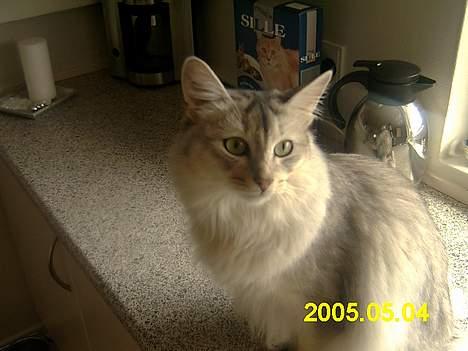 Somali antimus - ja han er den dejlig kat billede 2