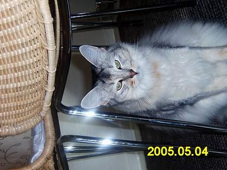 Somali antimus billede 3