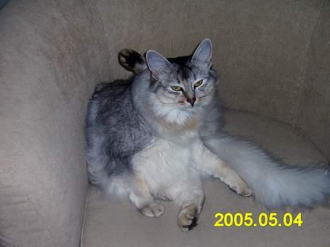 Somali antimus billede 4