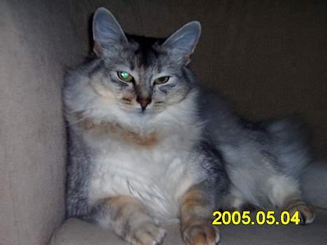 Somali antimus billede 5