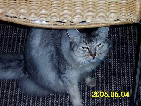 Somali antimus billede 6