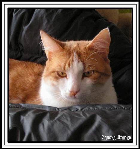 Huskat Felix R.I.P. billede 1