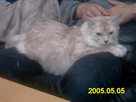 Somali dempsy billede 2