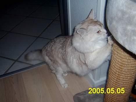 Somali dempsy billede 3