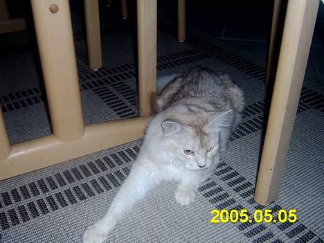 Somali dempsy billede 4