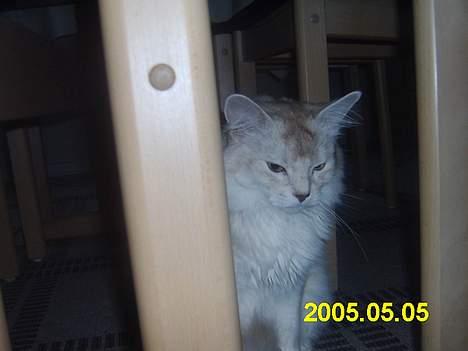 Somali dempsy billede 5