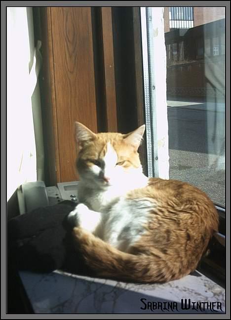 Huskat Felix R.I.P. - Felix arbejder bedst som receptionist når solen er der billede 2