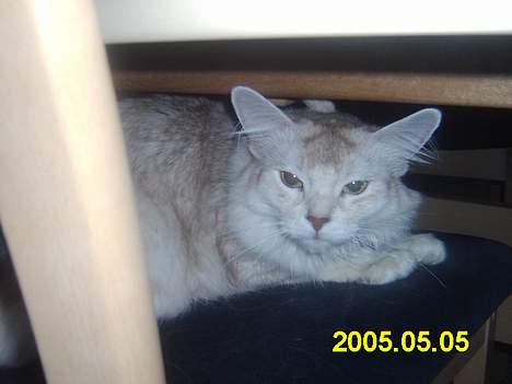 Somali dempsy billede 6