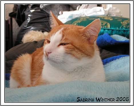 Huskat Felix R.I.P. - Ja jeg ved godt jeg er dejlig, men må jeg få ro nu billede 4