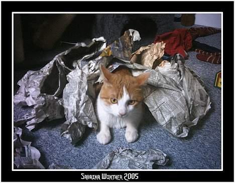 Huskat Felix R.I.P. - Sådan kan man også hjælpe med at pakke julepynten ned igen billede 5