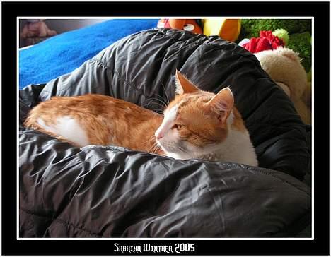 Huskat Felix R.I.P. - Der er ikke noget så godt som en sovepose på sengen billede 6