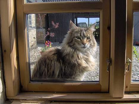 Maine Coon Løvehulens Hotlips - Luk mig ind billede 11