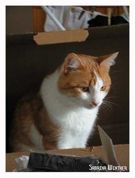 Huskat Felix R.I.P. - Felix elsker alle slags kasser, lige så snart der kommer nye ind skal de straks besøges for at se hvordan de passer ham :) billede 7