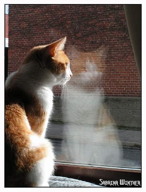 Huskat Felix R.I.P. - Felix er en inde kat pga. den tætte trafik her, men han elsker at sidde og kigge ud over fjorden billede 8