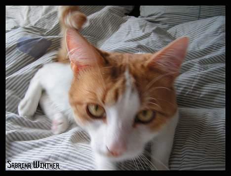 Huskat Felix R.I.P. - Her lad mig give dig et close-up!!!! billede 9