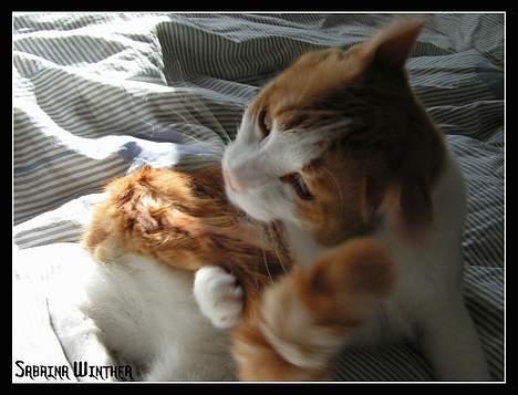 Huskat Felix R.I.P. - Oh boy.... min hale trænger til at blive vasket!!! billede 10