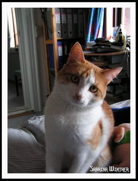 Huskat Felix R.I.P. - Hmm..... hvad er det du laver??!! billede 11