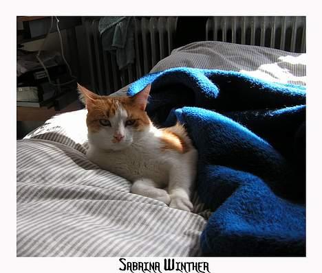 Huskat Felix R.I.P. - Så er jeg klar til en lille lur.... billede 12