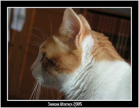 Huskat Felix R.I.P. - Profil portræt af Felix billede 13