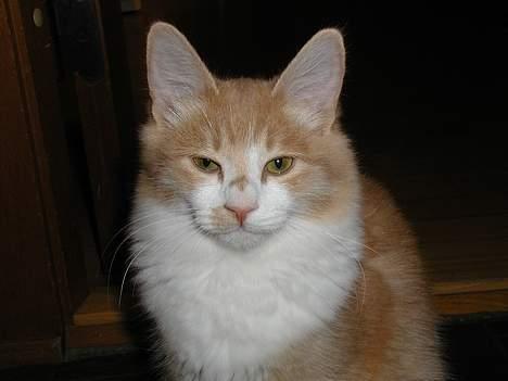 Blanding af racer Simba (Forsvundet) billede 1