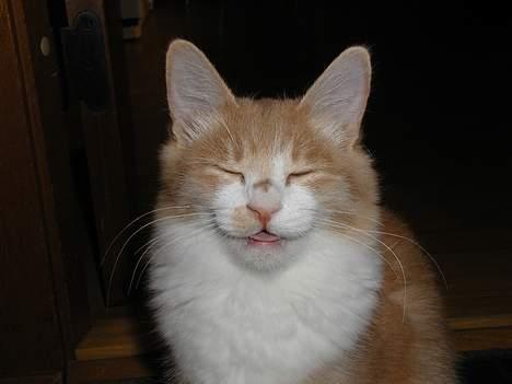 Blanding af racer Simba (Forsvundet) - fik taget et billede lige som han var ved at være færdig med at gabe, så ser ud som om han prøver at grine =) billede 2