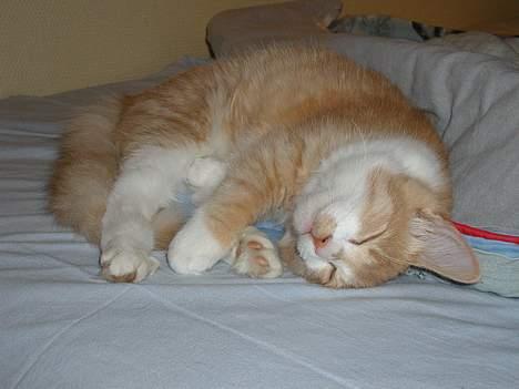 Blanding af racer Simba (Forsvundet) billede 3