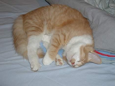 Blanding af racer Simba (Forsvundet) billede 4