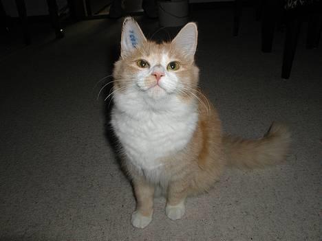 Blanding af racer Simba (Forsvundet) - uhh... en der holder en reje billede 5