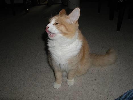 Blanding af racer Simba (Forsvundet) - mums... den smagte godt billede 6