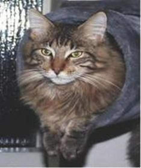 Maine Coon Ditocas Aros billede 2