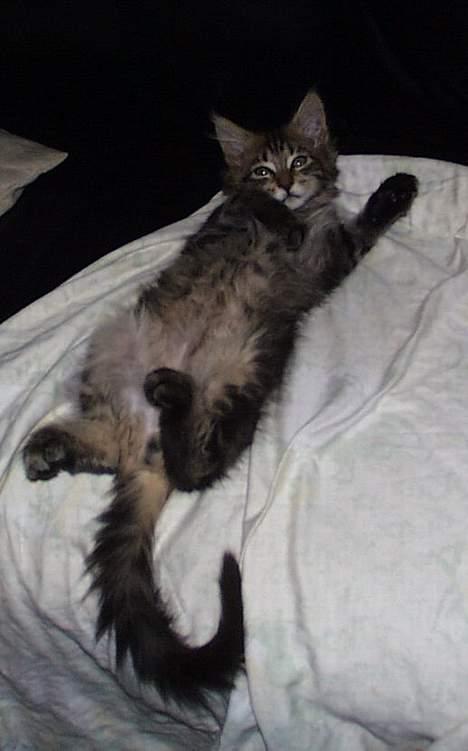 Maine Coon Ditocas Aros billede 3