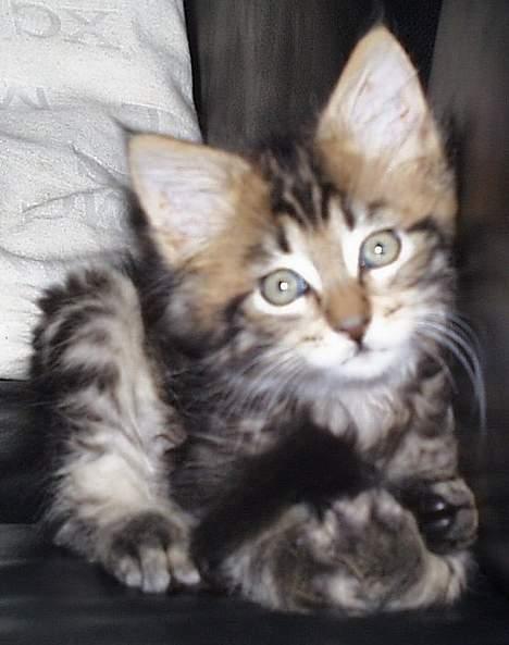 Maine Coon Ditocas Aros billede 4