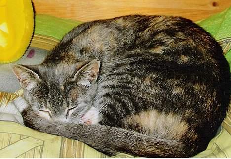 Huskat ˜”°º•Erantis•º°”˜ DØD :'( - Der er så dejligt på Stinnes hovedpude..  hun må lægge sig ned i min kurv for nu har jeg overtaget hendes seng..!!.. he billede 10