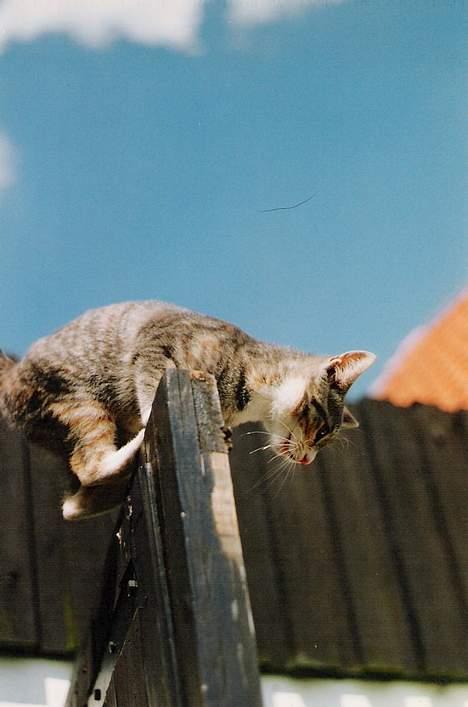 Huskat ˜”°º•Erantis•º°”˜ DØD :'( - Hop hop... der er godt nok langt ned..! billede 11