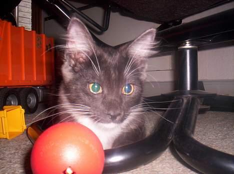 Maine Coon Kurt billede 11