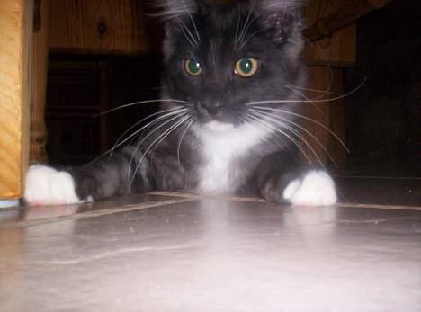 Maine Coon Kurt billede 12