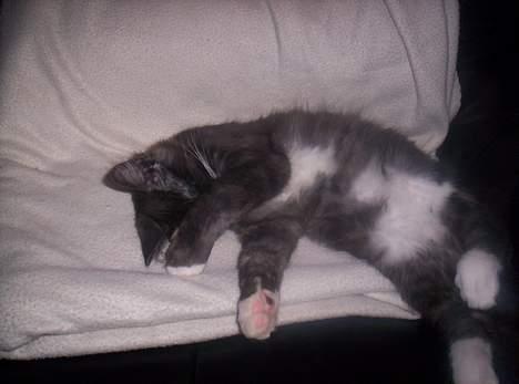 Maine Coon Kurt billede 13