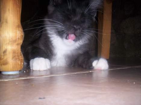 Maine Coon Kurt billede 14