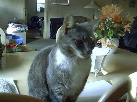 Blanding af racer Missemor billede 4